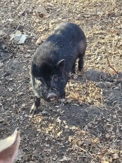 pigs for sale, View more