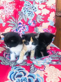 Super friendly and playful kittens