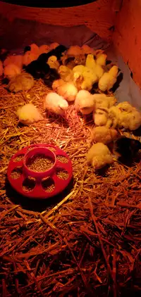 chicks unsexed bym 5 bucks each hatched 12th may
