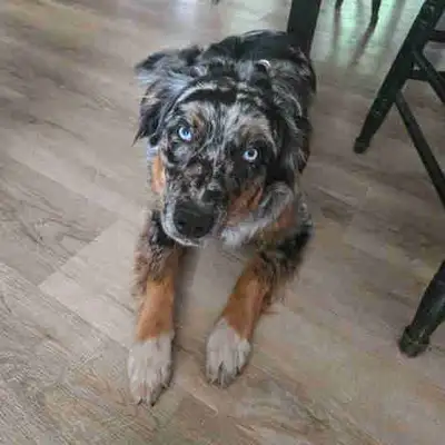 Mâle bleu merle 8 mois cherche nouvelle famille. Il est un super chien. Bon compartment. Habitué les...