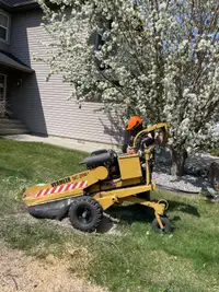 Stump Grinding and Tree Removal! PRUNING! Free estimate 