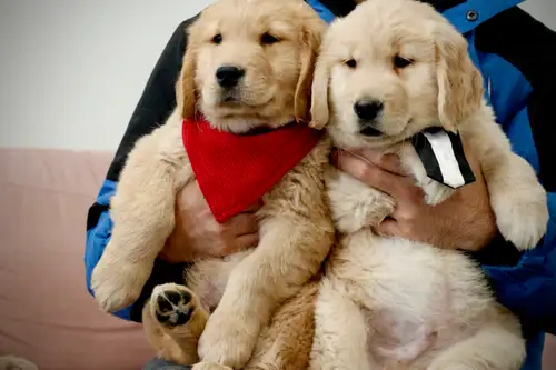 Adorable Purebred golden retriever puppies are ready to go new homes.They are almost 8 weeks.You can...