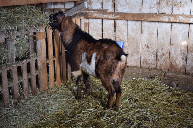 Goat Buck for sale in Livestock in Ottawa - Image 2