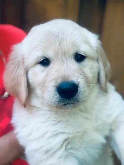 Gorgeous Golden Retriever Puppies!, View more