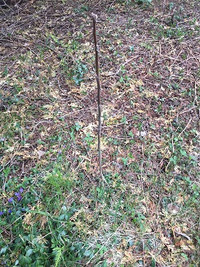 Young black walnut trees for sale