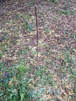 Young black walnut trees for sale in Plants, Fertilizer & Soil in Ottawa