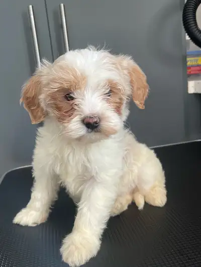 2 male and 2 females Multiple genes golden doodle Mom is 15 lbs and dad is 30lbs First shot, deworme...