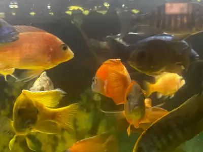 fish for sale, View more