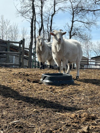 Two fixed male goats