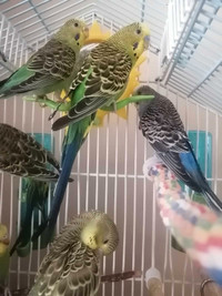 Budgies for sale 