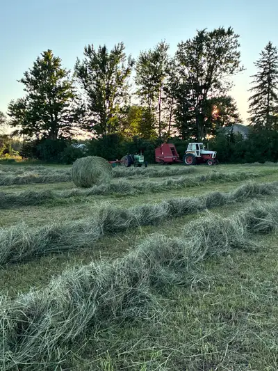 2025 hay for sale, View more