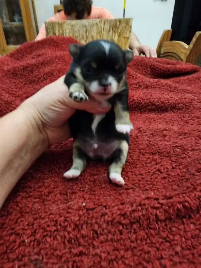 Chihuahua gorgeous puppies from Reputable Breeder in Dogs & Puppies for Rehoming in Ottawa - Image 7