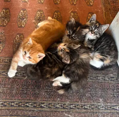 Kittens to go to a good home! All pending pick up