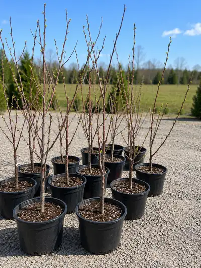 Healthy bare root apple trees available in different varieties. Available Varieties: Royal Red Honey...