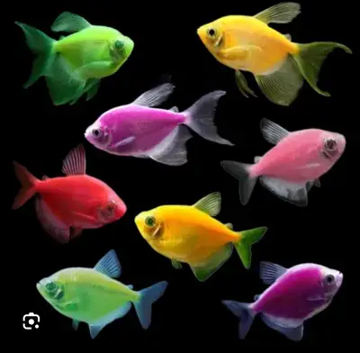 Glo Fish tetras 10 for $50, View more