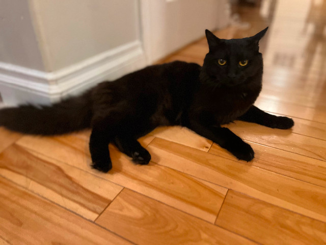 free-1-year-old-male-cat-for-re-homing-cats-kittens-for-rehoming
