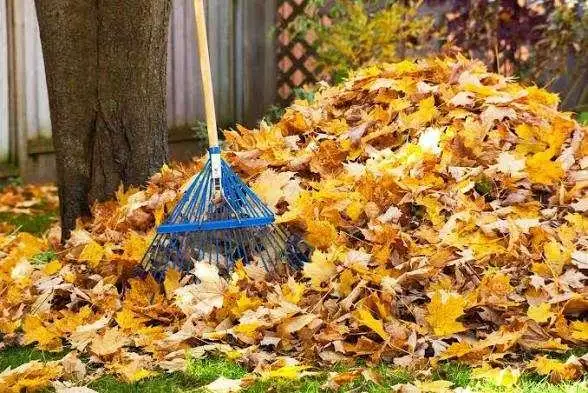 leaf raker yardwork helper available today 