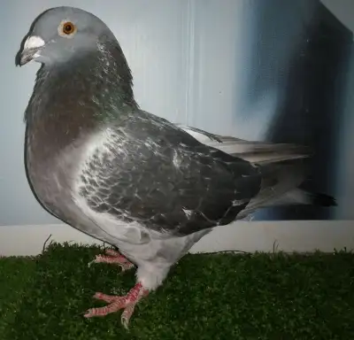 Pigeon mâle voyageur BB39, View more