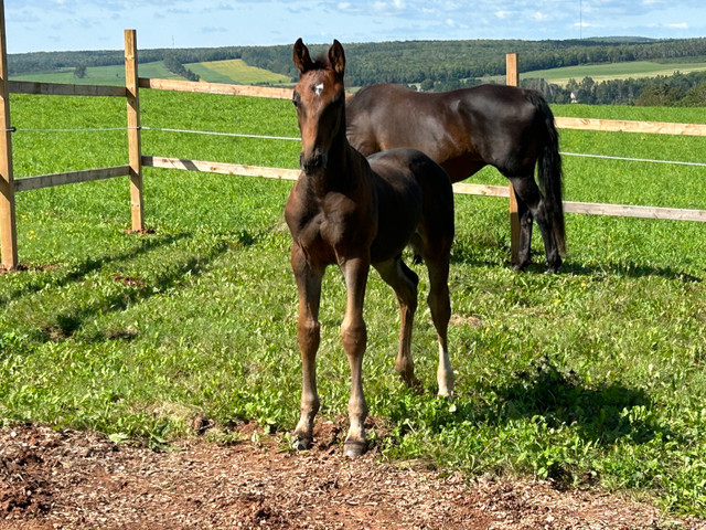 2023 Canadian Warmblood Colt “Scottie”  in Horses & Ponies for Rehoming in Charlottetown - Image 3