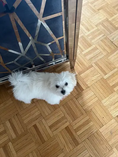 Maltese puppy, View more