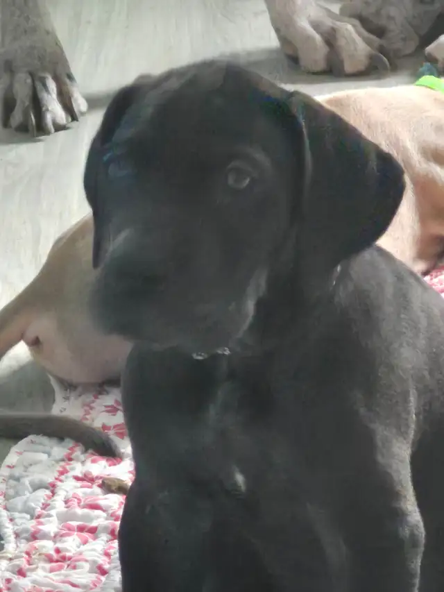 Great Dane Puppies in Dogs & Puppies for Rehoming in Sudbury - Image 6
