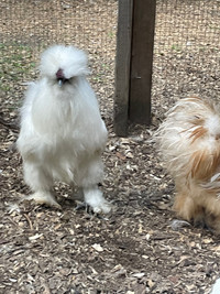 Silkie Pair (one hen and one rooster) 