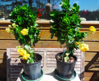 Kalanchoe Plants for Sale - Yellow Flowers, 2 Large Pots