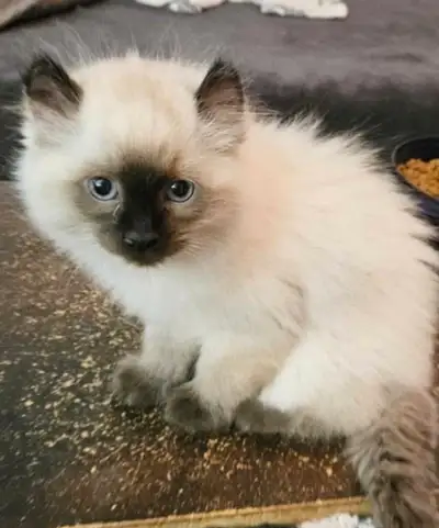 Reste 1 chatons hyghland lynx mâle, il faut trouver sa famille pour la vie. Il a les yeux bleu argen...