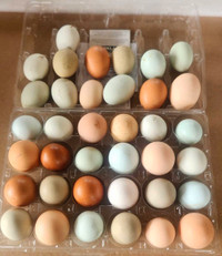 Fertile Hatching Chicken Eggs 