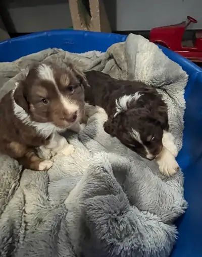  Australian Shepherd puppies, View more