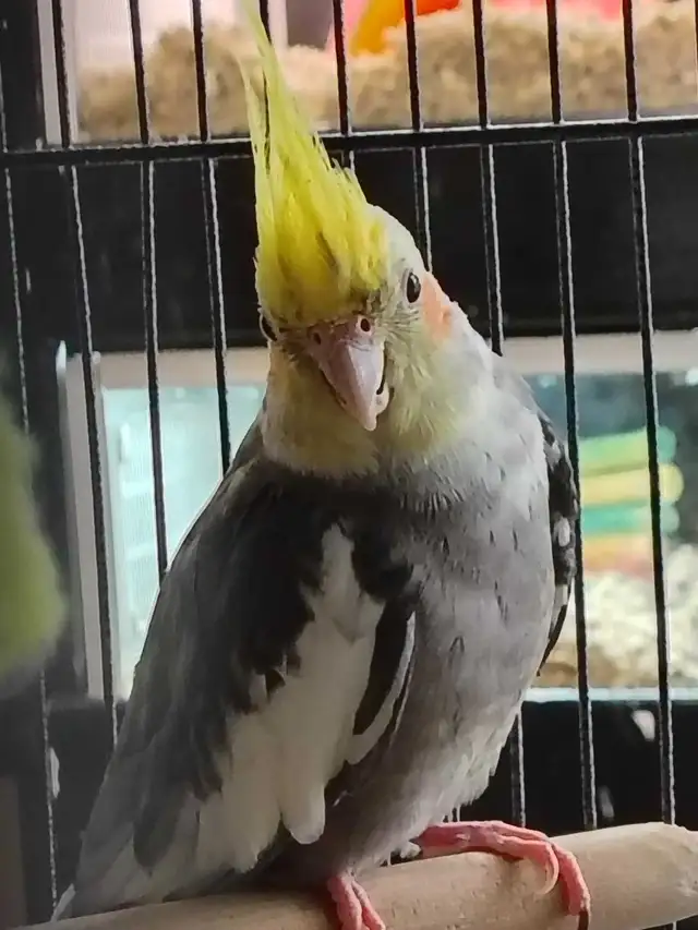 pied cockatiel in Birds for Rehoming in Kawartha Lakes - Image 4