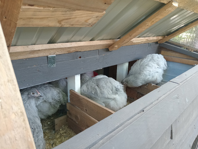 Chicken coop in Livestock in City of Halifax - Image 3