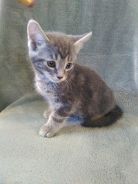 BEAUTIFUL GREY KITTENS