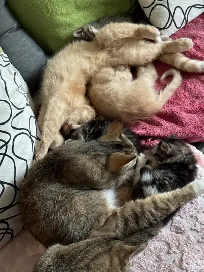 kittens for sale, View more