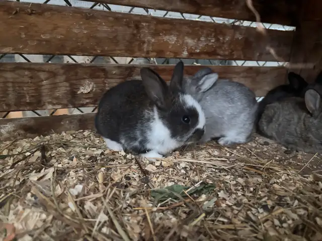Bébé lapin nains croisés in Small Animals for Rehoming in Trois-Rivières - Image 6