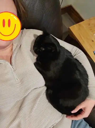 Lost cat in Leduc County , View more