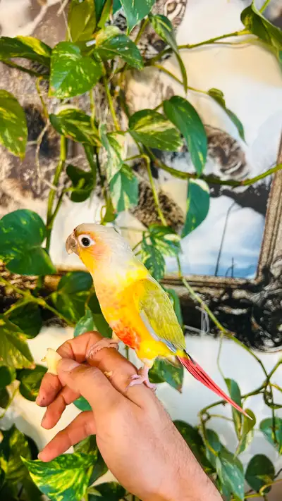 Baby Conure, View more