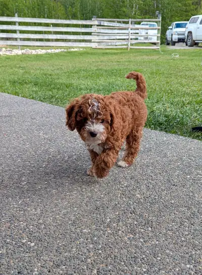 We have a beautiful litter of Cavapoo pups. 1 boy available. They were born on March 19 and are read...