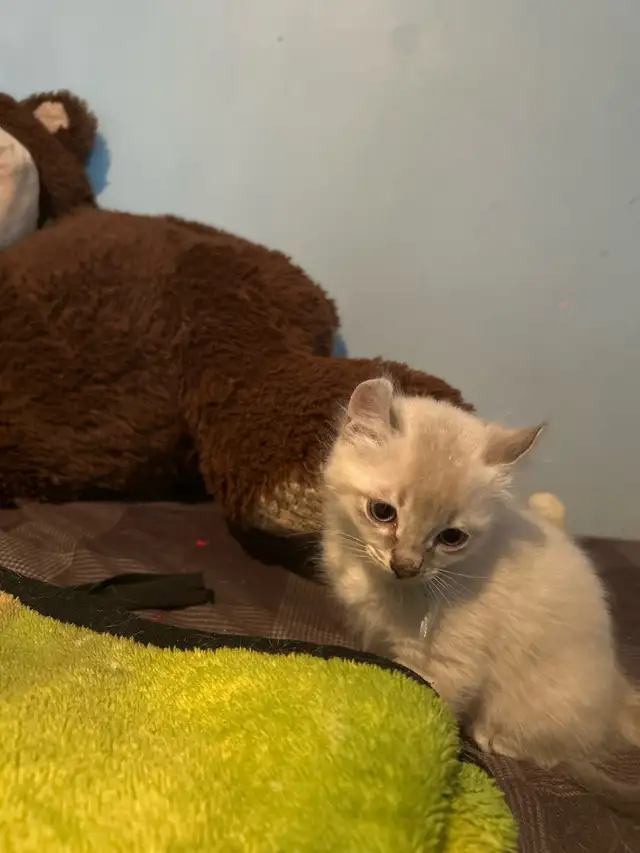 Chatons highland lynx in Cats & Kittens for Rehoming in Granby - Image 3