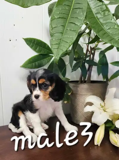 Cavalier king Charles microchipped puppies, View more