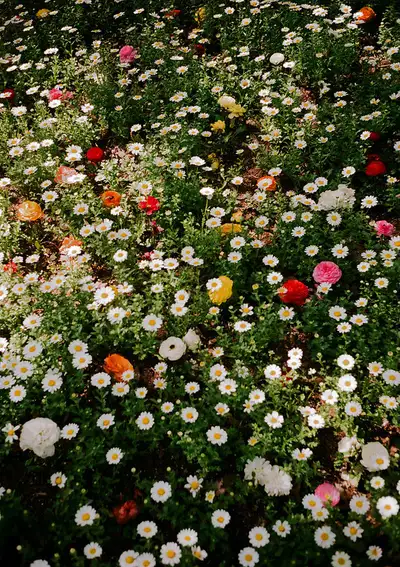 Hi!!!! If anyone has plants that they would like to rehome please feel free to send me a message as...