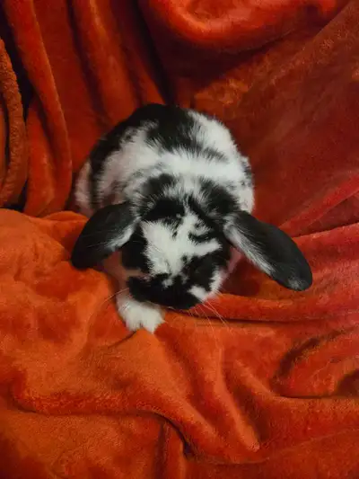 Supper seeet bunny .Last to go from the litter. Held since birth good with other rabbits cats dogs....