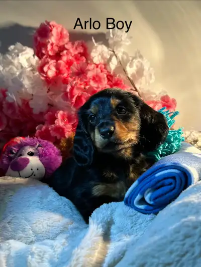 Miniature Dachshund , View more