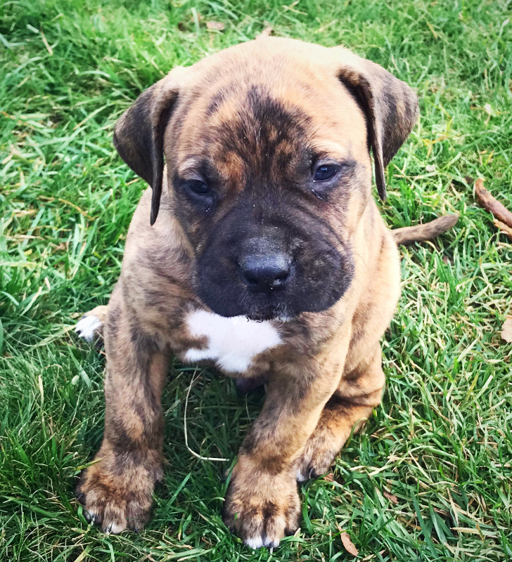 STUNNING English Mastiff x Bull Mastiff Pups - Will Be HUGE Dogs | Dogs ...