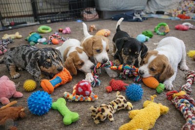Miniature Dachshund Puppies, View more