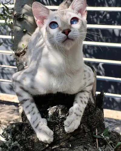 TICA registered Snow Lynx Female Bengal Cat (Spayed), View more