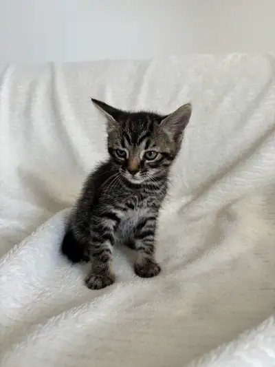 chaton à vendre, View more