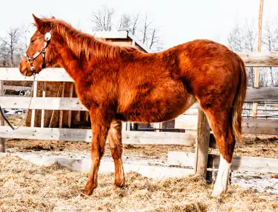 KD Liberty Kan Dance This filly is strong and built right. She has a lot of will power and will go p...