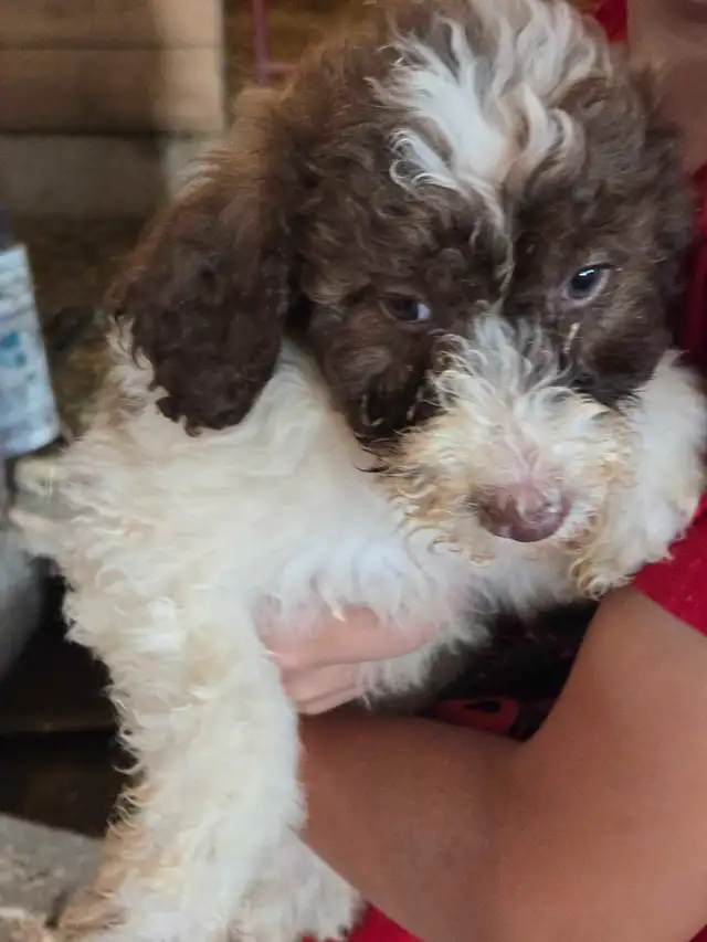 CUTE COLORFUL B1 LABRADOODLE PUPS in Dogs & Puppies for Rehoming in Norfolk County - Image 5