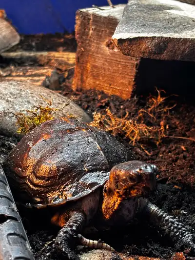 eastern box turtle pair, View more